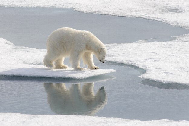 Oso polar salvaje sobre hielo en el Ártico