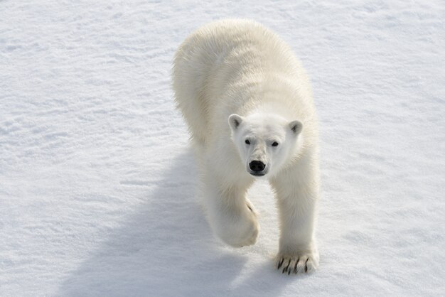 Oso polar salvaje sobre hielo en el Ártico