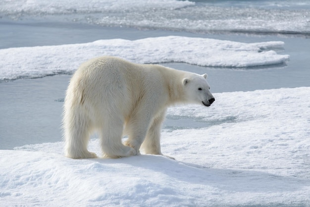 Oso polar salvaje sobre hielo en el Ártico