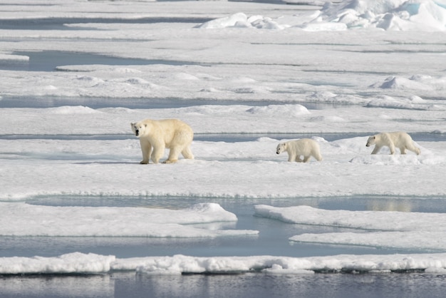 Oso polar salvaje Ursus maritimus madre y cachorro en la banquisa