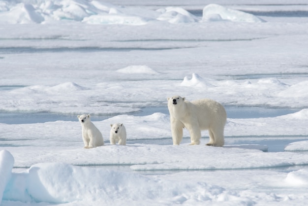 Oso polar salvaje (Ursus maritimus) madre y cachorro en la bolsa de hielo