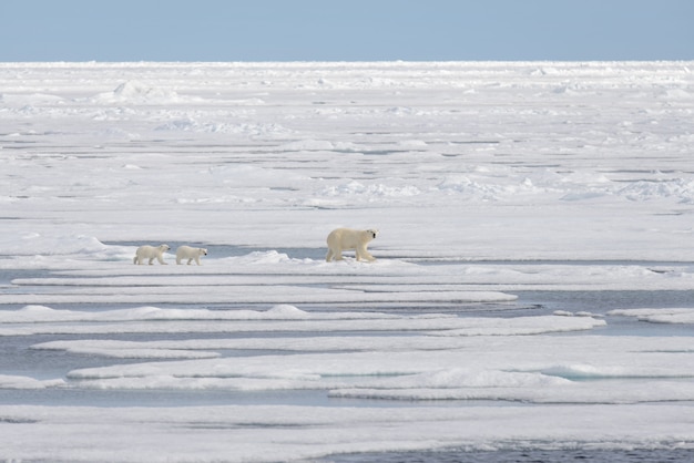 Oso polar salvaje (Ursus maritimus) madre y cachorro en la bolsa de hielo