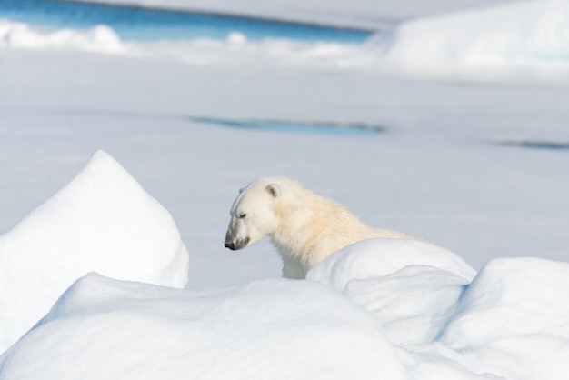 Foto oso polar sentado