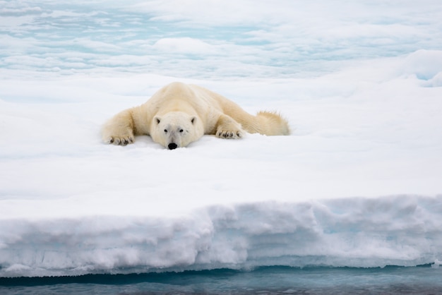 Oso polar tumbado en el hielo con nieve en el Ártico