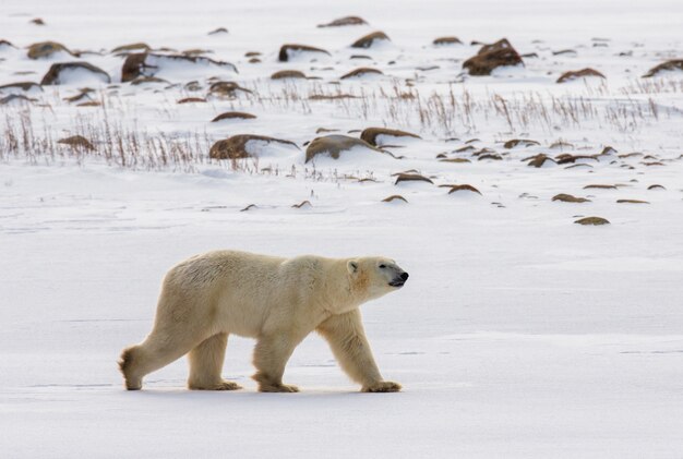 Foto oso polar en la tundra. nieve. canadá.