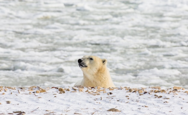 Oso polar en la tundra. Nieve. Canadá.