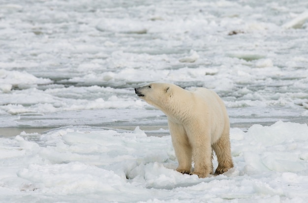 Oso polar en la tundra. Nieve. Canadá.