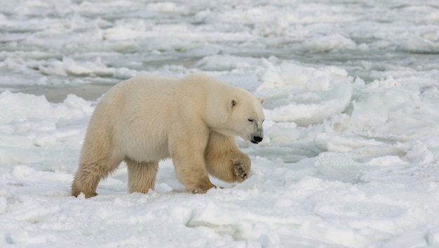 Oso polar en la tundra. Nieve. Canadá.