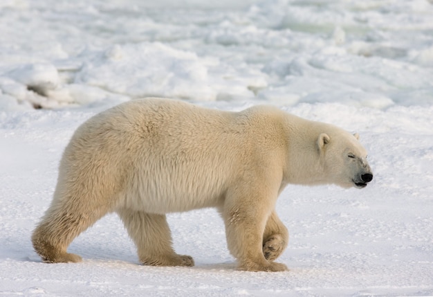 Oso polar en la tundra. Nieve. Canadá.