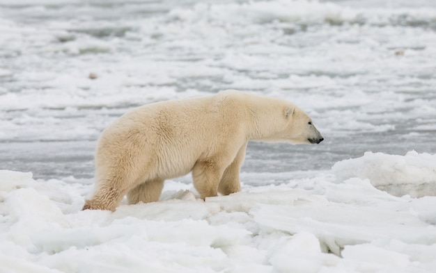 Oso polar en la tundra. Nieve. Canadá.