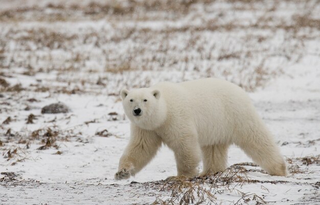 Oso polar en la tundra. Nieve. Canadá.