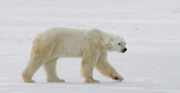 Oso polar en la tundra. Nieve. Canadá.