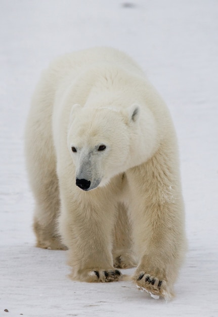 Oso polar en la tundra. Nieve. Canadá.