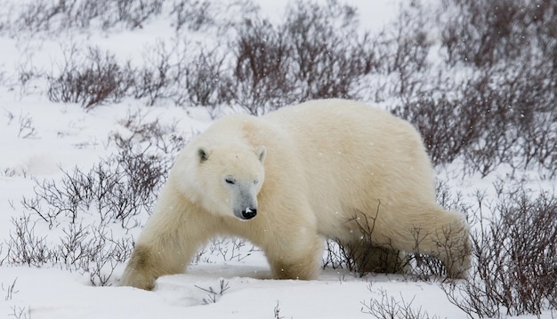 Oso polar en la tundra. Nieve. Canadá.