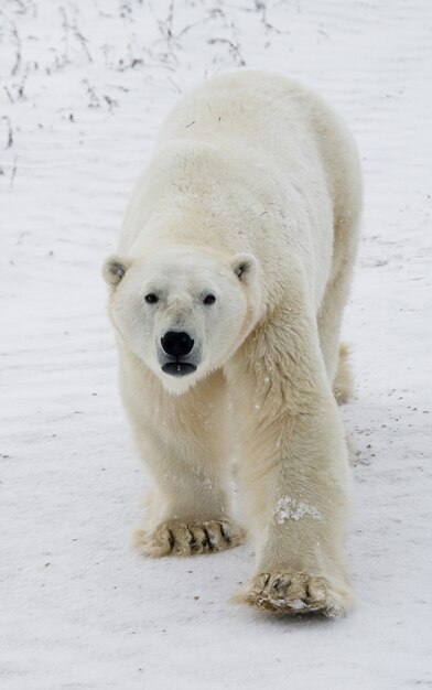 Oso polar en la tundra. Nieve. Canadá.