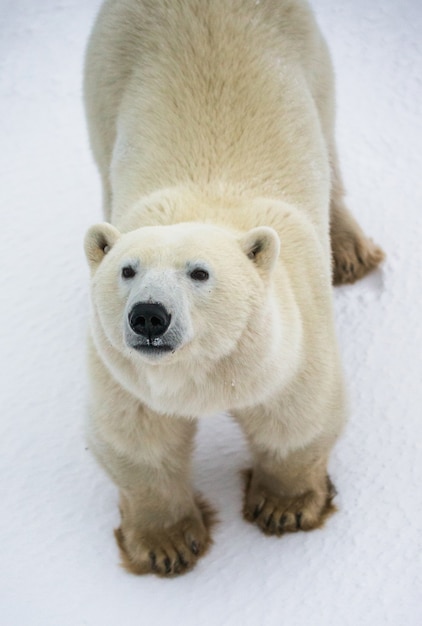 Oso polar en la tundra. Nieve. Canadá.