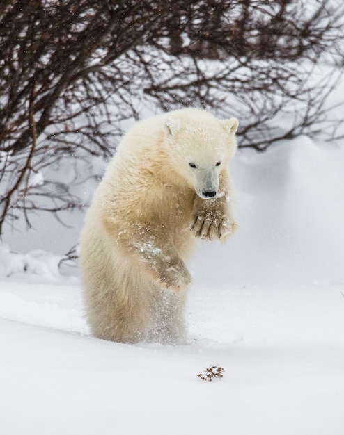 Oso polar en la tundra. Nieve. Canadá.