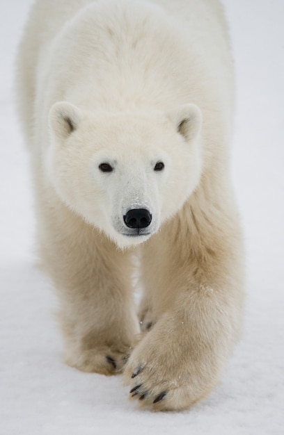 Oso polar en la tundra. Nieve. Canadá.