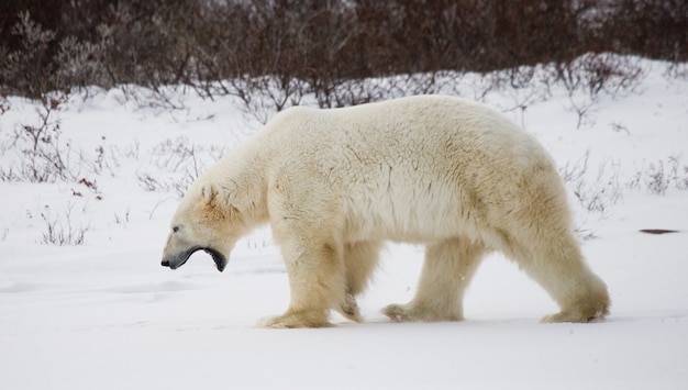 Oso polar en la tundra. Nieve. Canadá.