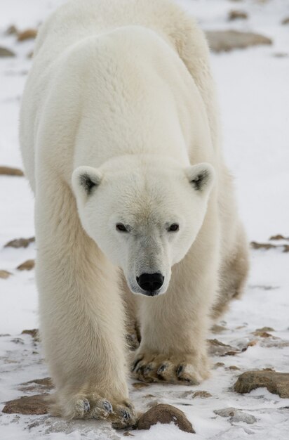 Oso polar en la tundra. Nieve. Canadá.