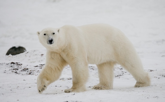 Oso polar en la tundra. Nieve. Canadá.