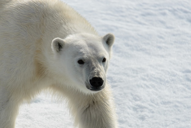 El oso polar Ursus maritimus en la banquisa al norte de la isla de Spitsbergen, Svalbard, Noruega