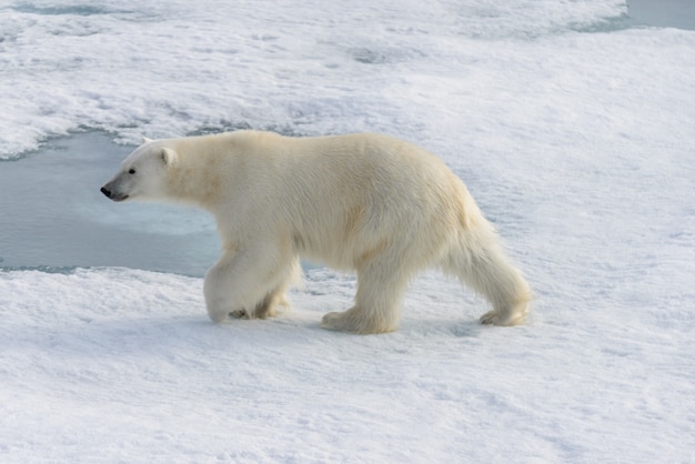 Oso polar (Ursus maritimus) en el hielo al norte de la isla de Spitsbergen, Svalbard, Noruega, Escandinavia, Europa