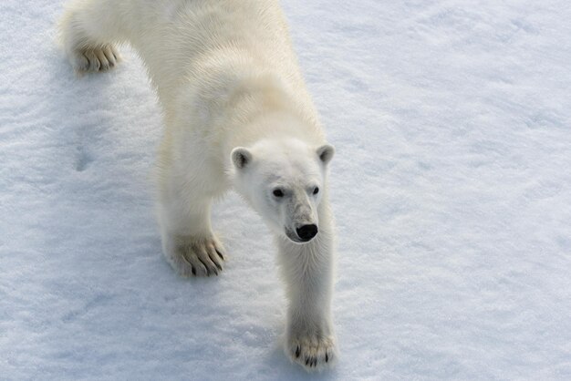 El oso polar Ursus maritimus en el hielo al norte de la isla de Spitsbergen Svalbard Noruega Escandinavia Europa