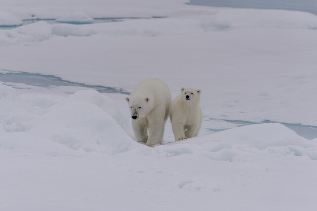 El oso polar (Ursus maritimus), madre y cachorro en la bolsa de hielo, al norte del Ártico de Svalbard, Noruega