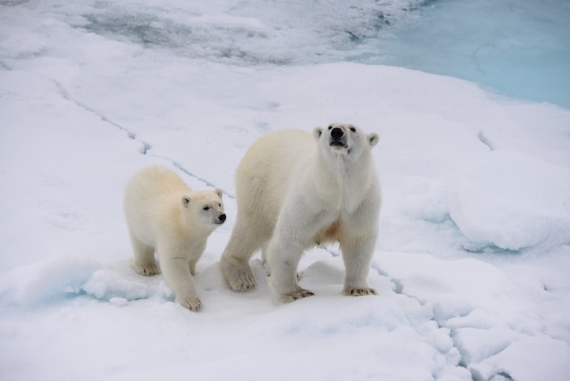 El oso polar (Ursus maritimus), madre y cachorro en la bolsa de hielo, al norte del Ártico de Svalbard, Noruega