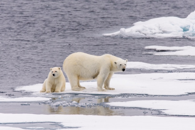 El oso polar (Ursus maritimus), madre y cachorro en la bolsa de hielo, al norte del Ártico de Svalbard, Noruega