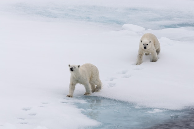 Oso polar (Ursus maritimus) madre y cachorro en la bolsa de hielo