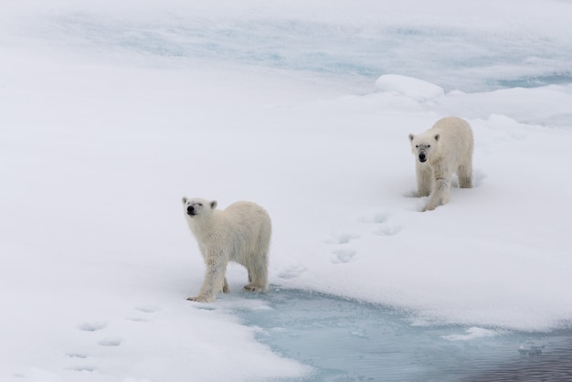 Oso polar (Ursus maritimus) madre y cachorro en la bolsa de hielo