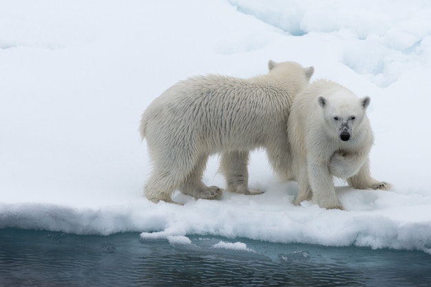 Oso polar (Ursus maritimus) madre y cachorro en la bolsa de hielo