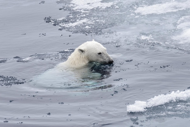 Oso polar Ursus maritimus nadando en el mar Ártico cerrar upxA