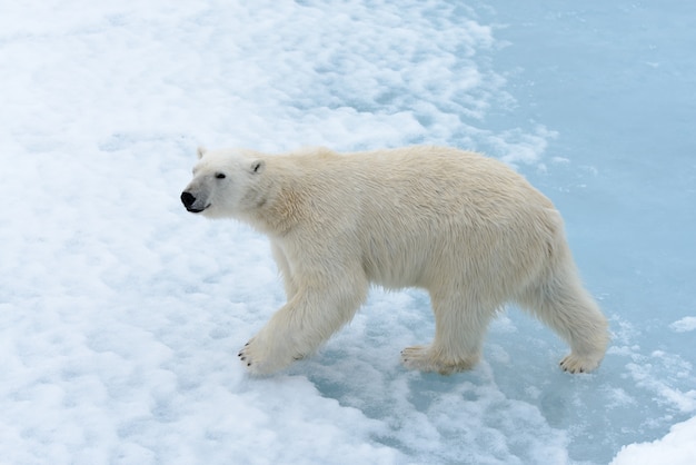 Oso polar