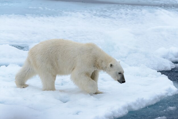 Oso polar