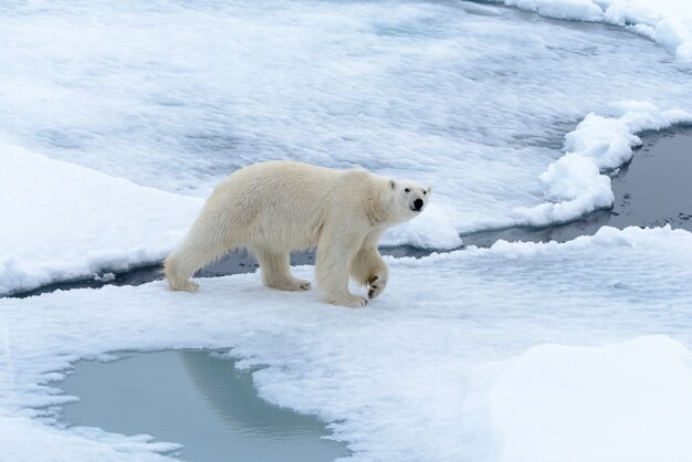 Oso polar