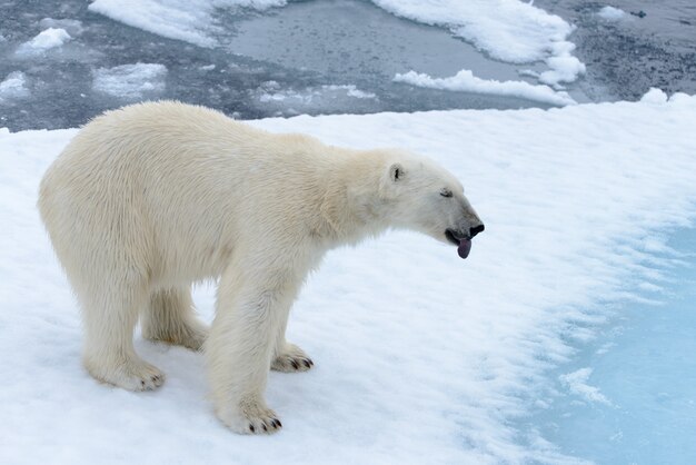 Oso polar