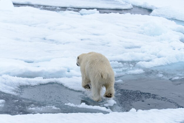 Oso polar