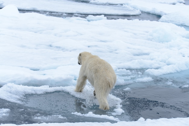 Oso polar