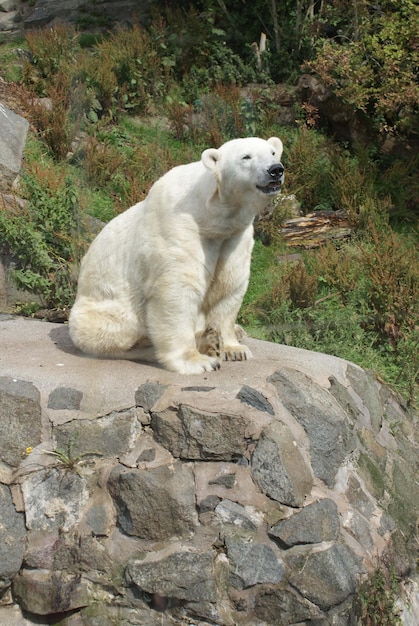 El oso polar