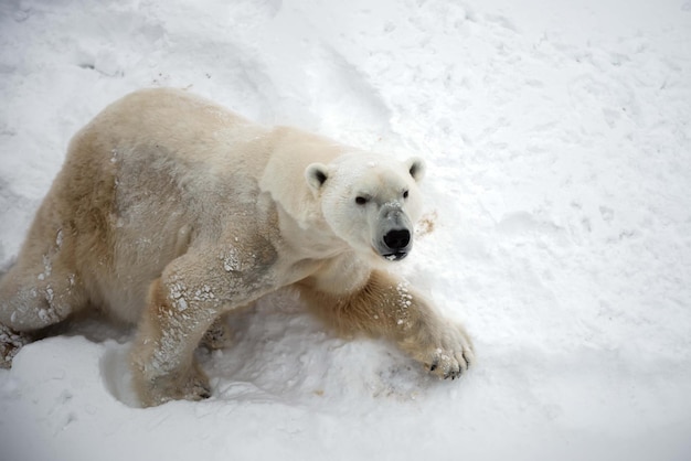 El oso polar