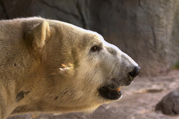 El oso polar