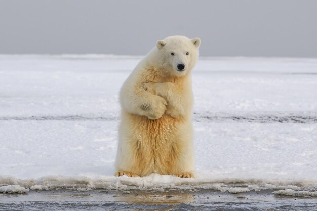 El oso polar