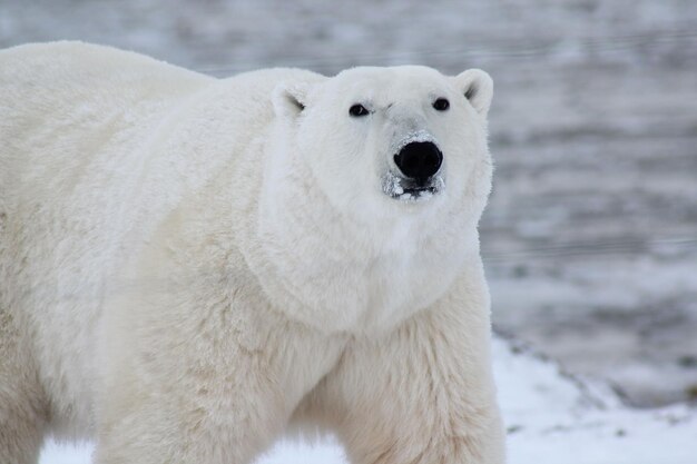 El oso polar