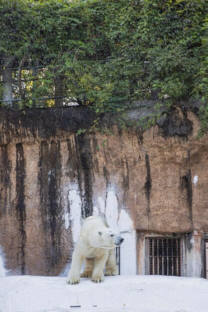 El oso polar