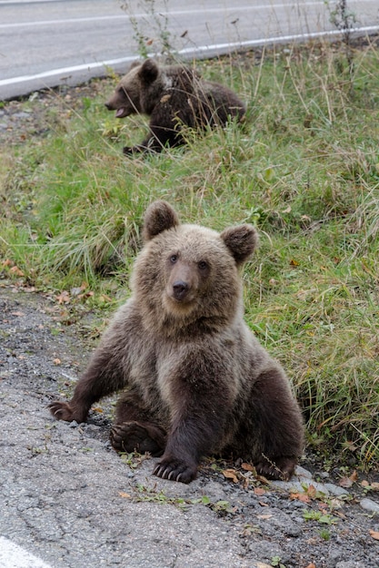 Oso salvaje joven en el bosque cerca de Transfagaras Rumania