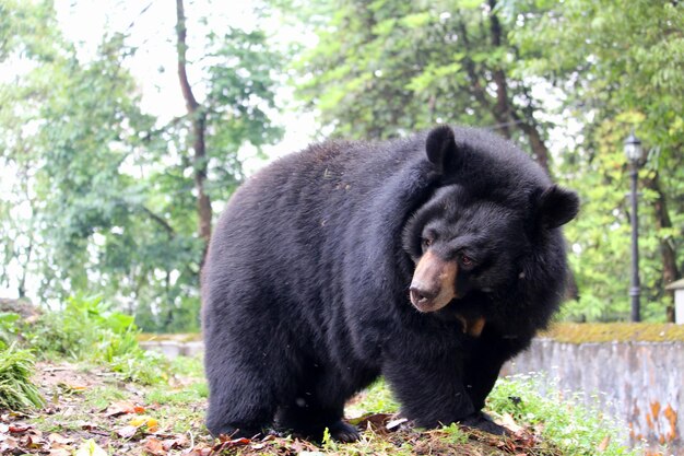 Foto oso en el suelo