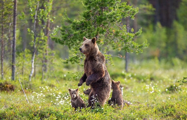 Oso con tres cachorros en el bosque.